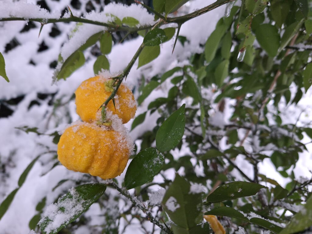 Ichang Papeda